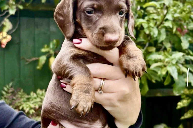 Dachshund (Miniature Smooth Haired)