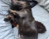 Dachshund (Miniature Smooth Haired)