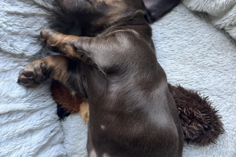 Dachshund (Miniature Smooth Haired)