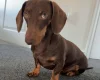 Dachshund (Miniature Smooth Haired)