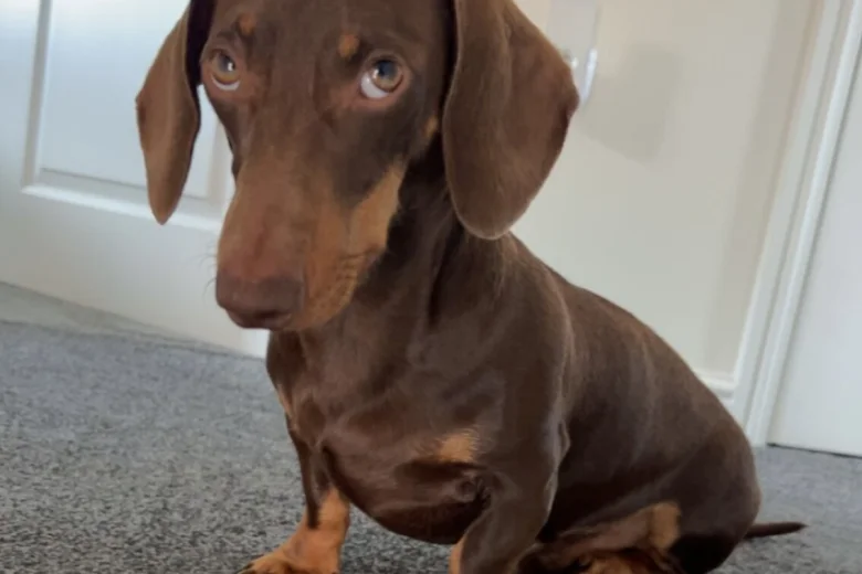 Dachshund (Miniature Smooth Haired)
