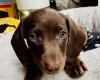 Dachshund (Miniature Smooth Haired)