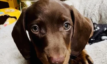 Dachshund (Miniature Smooth Haired)