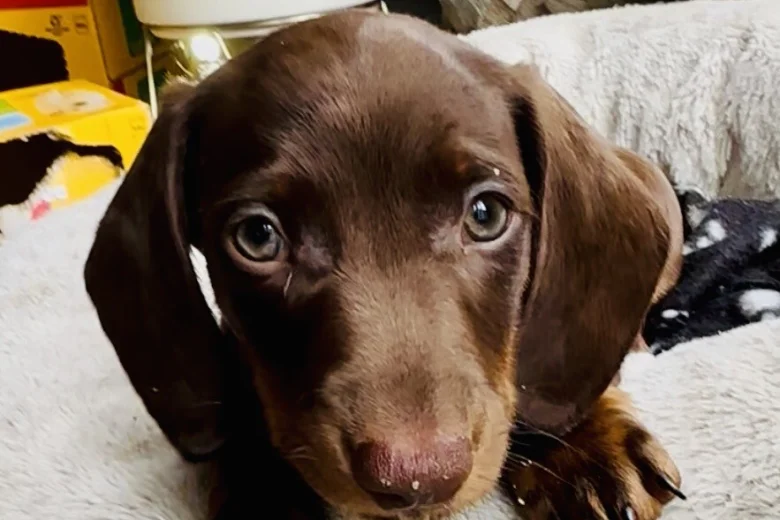 Dachshund (Miniature Smooth Haired)