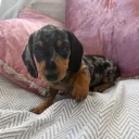 Dachshund (Miniature Smooth Haired)