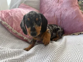 Dachshund (Miniature Smooth Haired)