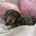 Dachshund (Miniature Smooth Haired)