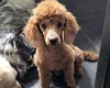 Cockapoo