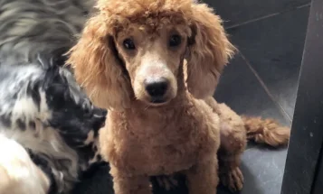 Cockapoo