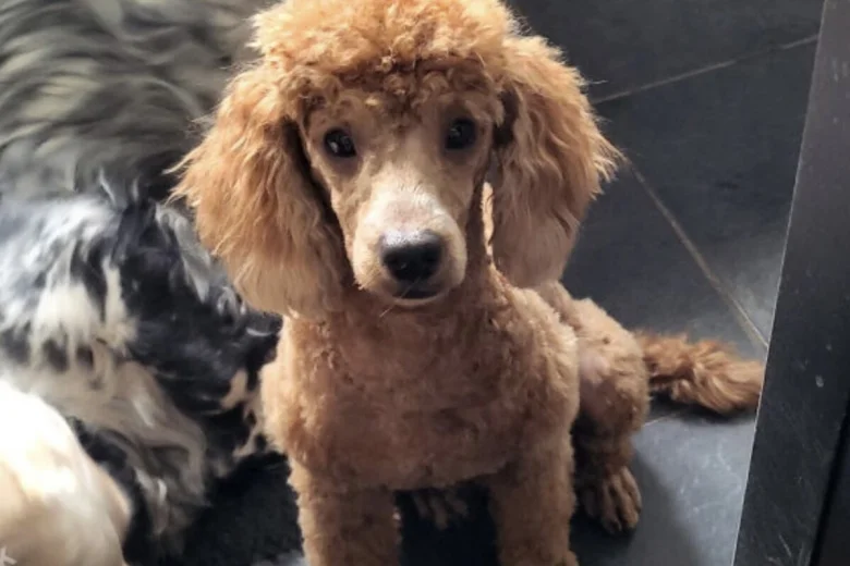 Cockapoo
