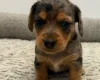 Dachshund (Miniature Wire Haired)