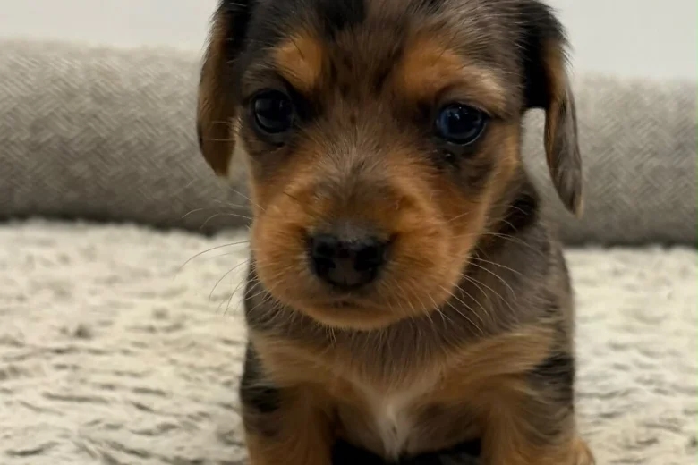Dachshund (Miniature Wire Haired)