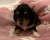 Dachshund (Miniature Wire Haired)