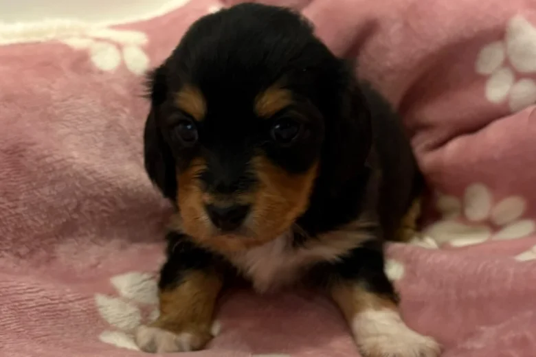 Dachshund (Miniature Wire Haired)