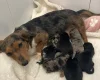 Dachshund (Miniature Wire Haired)