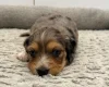 Dachshund (Miniature Wire Haired)