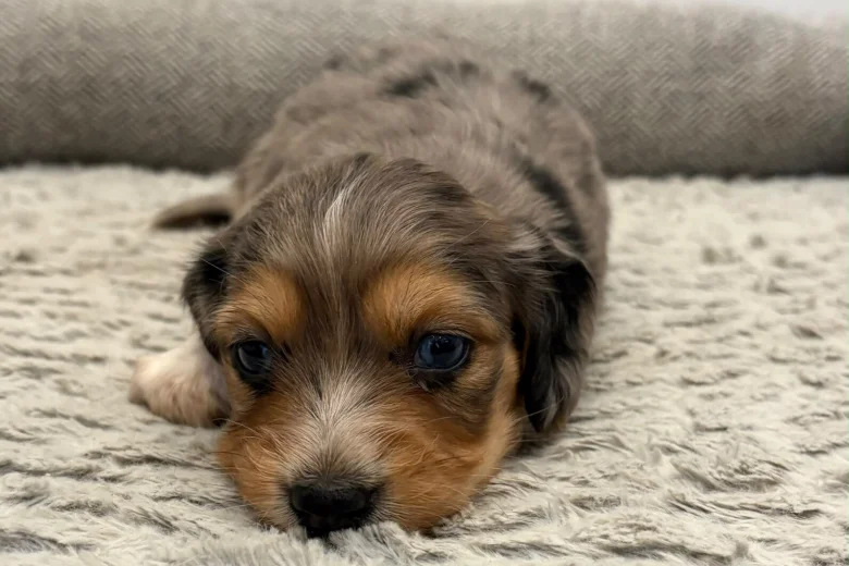 Dachshund (Miniature Wire Haired)