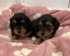 Dachshund (Miniature Wire Haired)