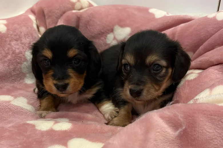 Dachshund (Miniature Wire Haired)