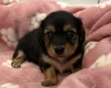 Dachshund (Miniature Wire Haired)