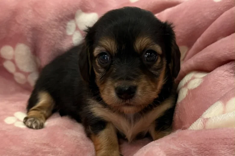Dachshund (Miniature Wire Haired)