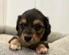 Dachshund (Miniature Wire Haired)