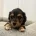 Dachshund (Miniature Wire Haired)