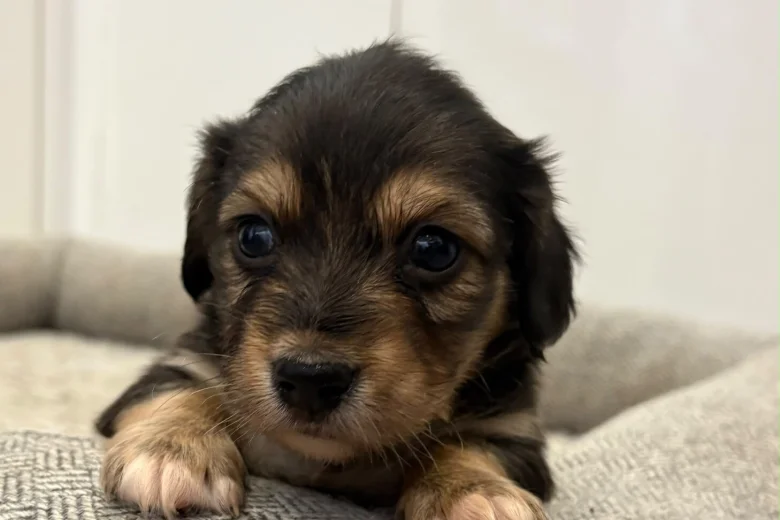 Dachshund (Miniature Wire Haired)