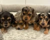 Dachshund (Miniature Wire Haired)