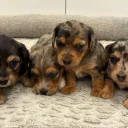 Dachshund (Miniature Wire Haired)