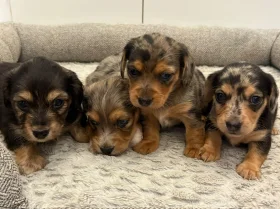 Dachshund (Miniature Wire Haired)