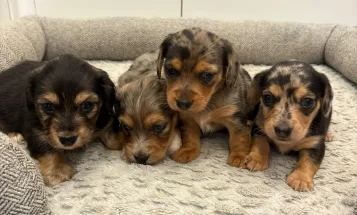 Dachshund (Miniature Wire Haired)