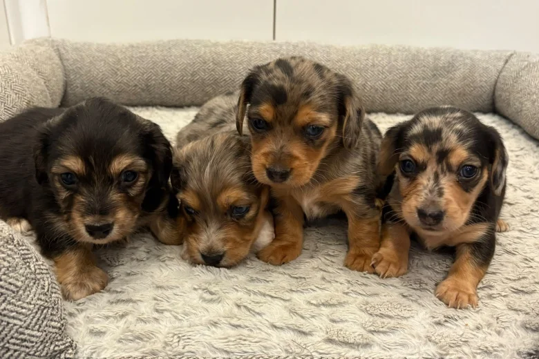 Dachshund (Miniature Wire Haired)