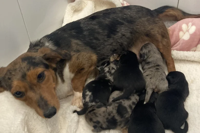 Dachshund (Miniature Wire Haired)