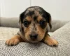 Dachshund (Miniature Wire Haired)