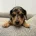 Dachshund (Miniature Wire Haired)