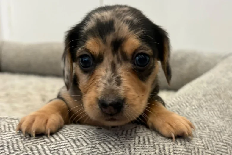 Dachshund (Miniature Wire Haired)
