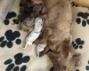 Dachshund (Miniature Smooth Haired)