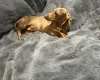 Dachshund (Miniature Smooth Haired)