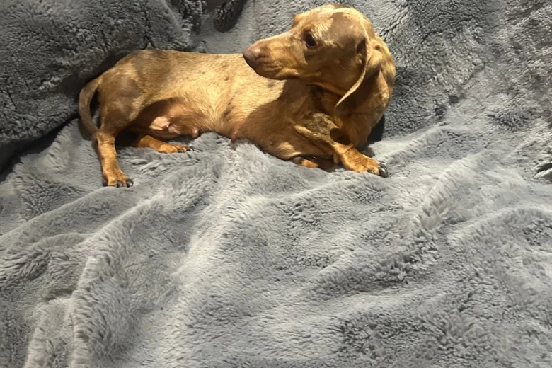 Dachshund (Miniature Smooth Haired)