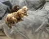 Dachshund (Miniature Smooth Haired)