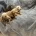 Dachshund (Miniature Smooth Haired)