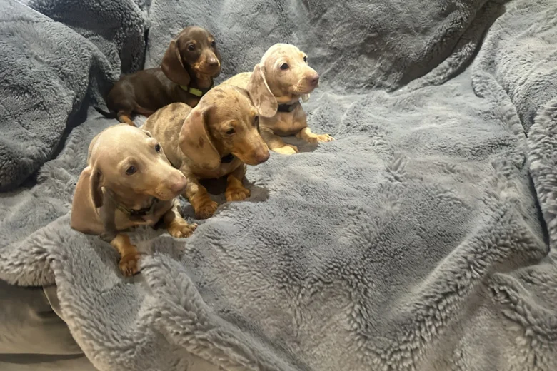 Dachshund (Miniature Smooth Haired)