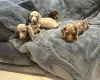 Dachshund (Miniature Smooth Haired)