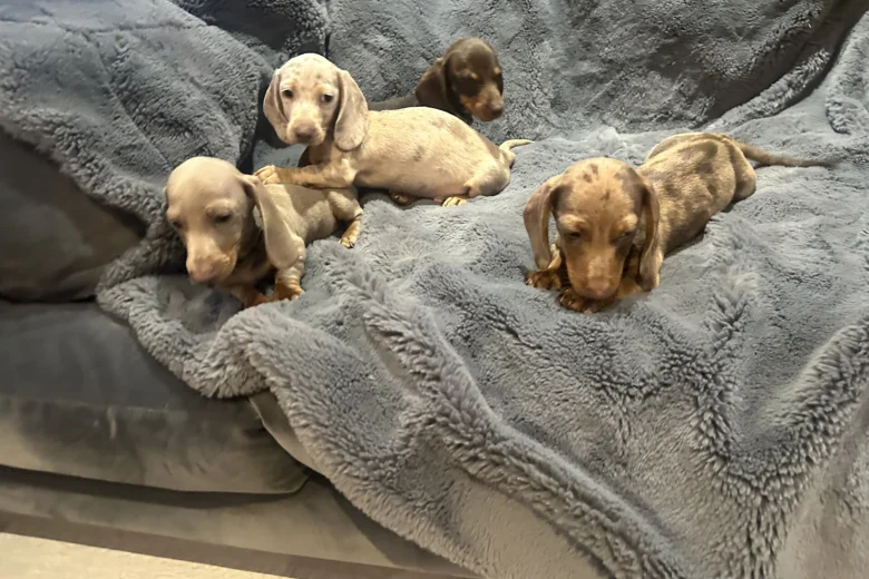 Dachshund (Miniature Smooth Haired)