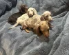 Dachshund (Miniature Smooth Haired)