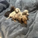 Dachshund (Miniature Smooth Haired)