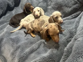 Dachshund (Miniature Smooth Haired)