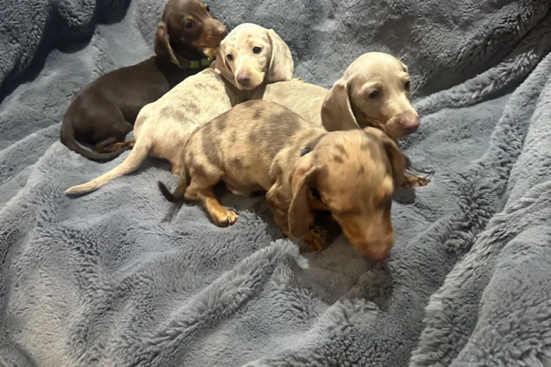 Dachshund (Miniature Smooth Haired)