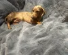 Dachshund (Miniature Smooth Haired)